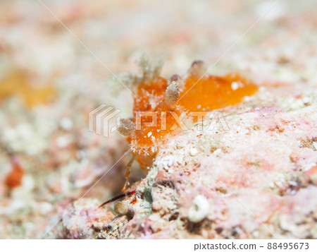 Freckle Nudibranch Freckle Nudibranch 88495673