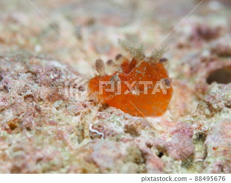 Freckle Nudibranch 88495676