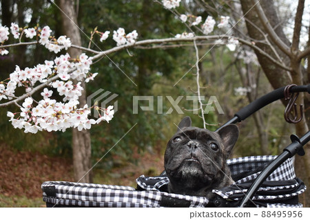 French bulldog enjoying cherry blossom viewing French bulldog enjoying cherry blossom viewing 88495956