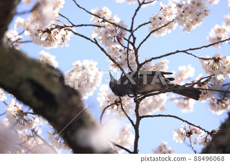 Cherry blossoms and bulbul Cherry blossoms and bulbul 88496068