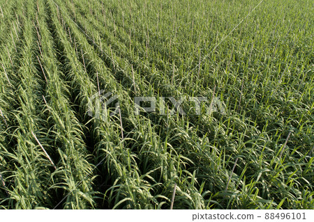 Aerial view of sugarcane plants growing at field Aerial view of sugarcane plants growing at field 88496101