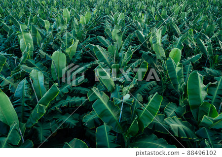 Aerial view of banana trees growing at field Aerial view of banana trees growing at field 88496102