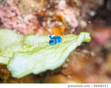 海蛞蝓海蛞蝓 88496311