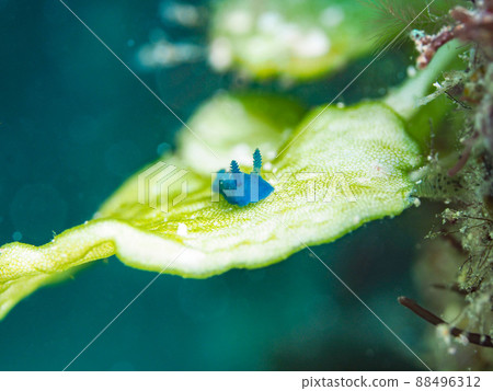 海蛞蝓海蛞蝓 88496312