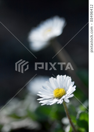 Flowers 88496412