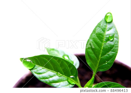 Plant 88496413