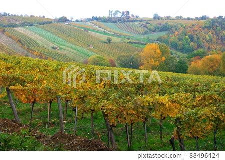 Vineyard Vineyard 88496424