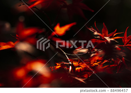 秋天的樹葉被夕陽照亮 88496457