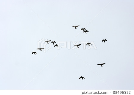 Birds Birds 88496552