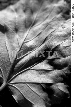 Leaf Leaf 88496827