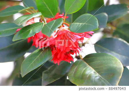 Rodreia in full bloom (Road Leia) 88497043