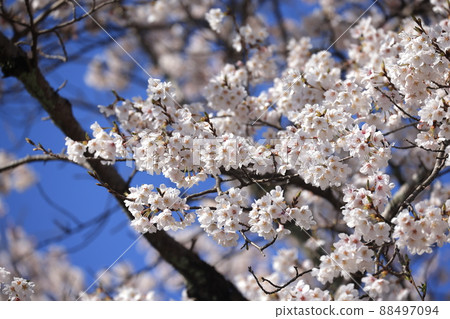 櫻花 88497094