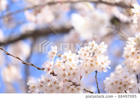 櫻花 88497095