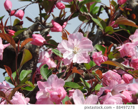 垂絲 垂絲 88497278