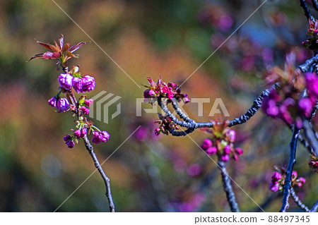 The buds of the double cherry blossom "Sekiyama" on the banks of the Yakami River taken with a bokeh monster 88497345