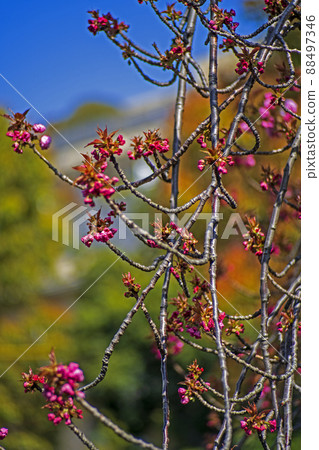 八神川河岸雙櫻花“關山”的花蕾與散景怪物合影 88497346