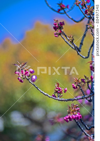 The buds of the double cherry blossom "Sekiyama" on the banks of the Yakami River taken with a bokeh monster 88497348
