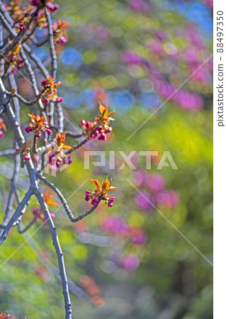 八神川河岸雙櫻花“關山”的花蕾與散景怪物合影 88497350