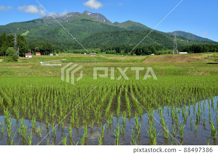 Mt. Myoko reflected in the rice fields that have been planted 88497386
