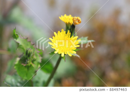 黃色花的普通水飛薊 88497463