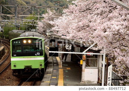 Spring on the Yamatoji line Spring on the Yamatoji line 88497712
