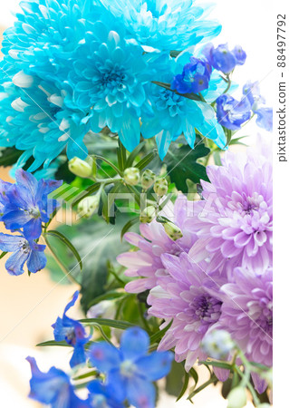 Dyed chrysanthemum and delphinium cold-colored fresh flowers, cut flowers Dyed chrysanthemum and delphinium cold-colored fresh flowers, cut flowers 88497792
