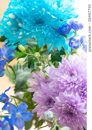 Dyed chrysanthemum and delphinium cold-colored fresh flowers, cut flowers Dyed chrysanthemum and delphinium cold-colored fresh flowers, cut flowers 88497793