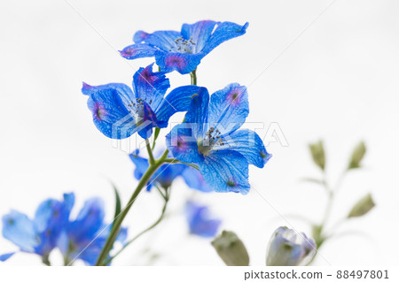 Deep blue delphinium Deep blue delphinium 88497801