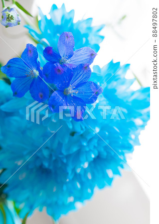 Cool flowers Delphinium and chrysanthemum 88497802