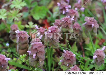 Pink deadnettle flowers blooming in the fields of early spring in Japan 88498144