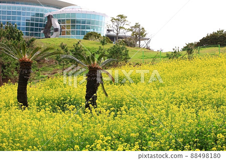 Spring, Jeju travel, when rapeseed flowers bloom 88498180