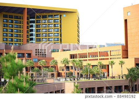 春天，濟州旅行，油菜花盛開的時候 88498192