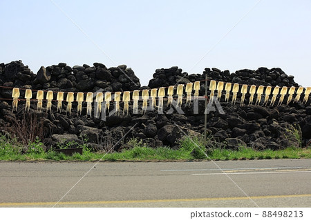 Spring, Jeju travel, when rapeseed flowers bloom Spring, Jeju travel, when rapeseed flowers bloom 88498213