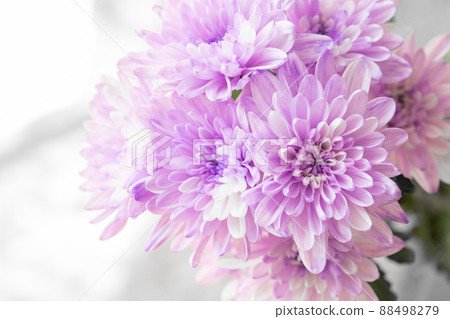 材質：切花染色、紫白花瓣菊花、鮮花 88498279