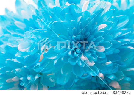Material Cut flower dyed blue chrysanthemum fresh flower 88498282