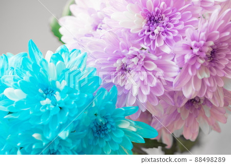 Cold-colored cut flowers dyed blue and purple chrysanthemum fresh flowers 88498289