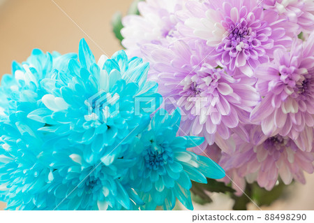 冷色切花染藍紫菊鮮花 冷色切花染藍紫菊鮮花 88498290