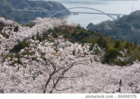 Spring Omishima Bridge seen from the Hirakiyama Park summit observatory 88498376
