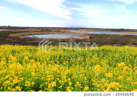 渡瀨緩行場的義燒遺跡和油菜花 渡瀨緩行場的義燒遺跡和油菜花 88498690