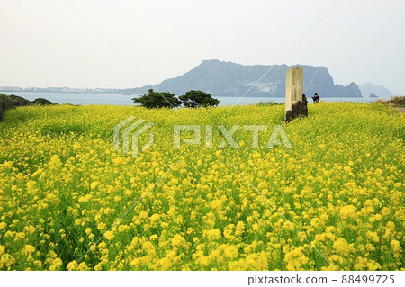 春天，旅行，油菜春天 88499725