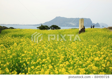 Spring, travel, rapeseed spring Spring, travel, rapeseed spring 88499728