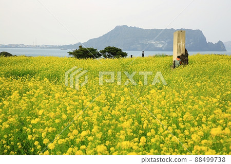 Spring, travel, rapeseed spring 88499738