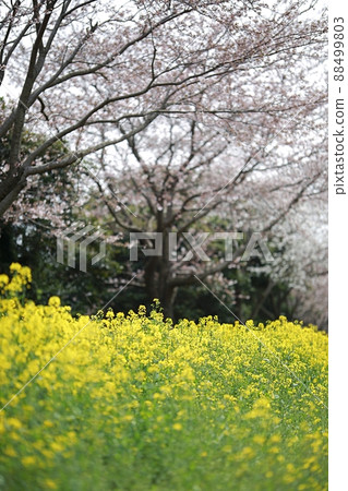 Spring, travel, rapeseed spring Spring, travel, rapeseed spring 88499803