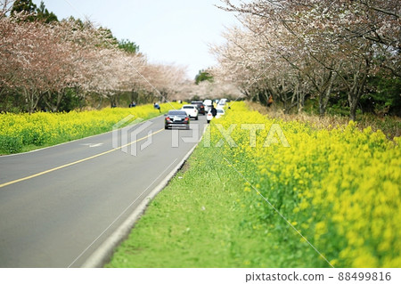 春天，旅行，油菜春天 88499816