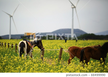 春天,春天油菜花,濟州旅行, 春天,春天油菜花,濟州旅行, 88499990