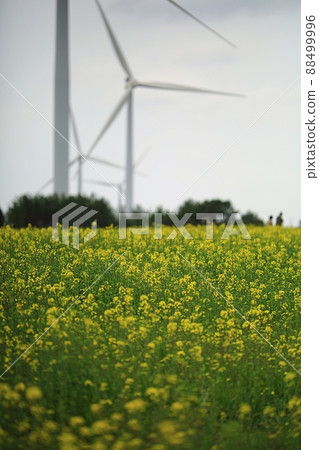 Spring, spring with rape flowers, Jeju travel, 88499996