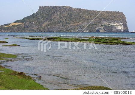 春天,春天油菜花,濟州旅行, 春天,春天油菜花,濟州旅行, 88500018