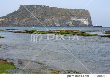 春天,春天油菜花,濟州旅行, 春天,春天油菜花,濟州旅行, 88500019