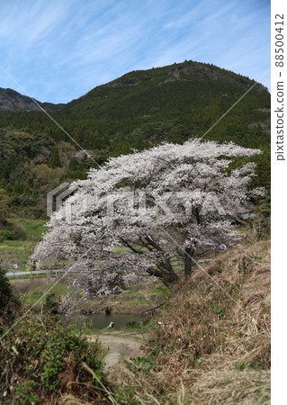 Kawachi Jirakansu cherry blossoms 88500412