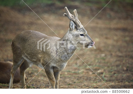 自然之島,濟州旅遊 自然之島,濟州旅遊 88500662